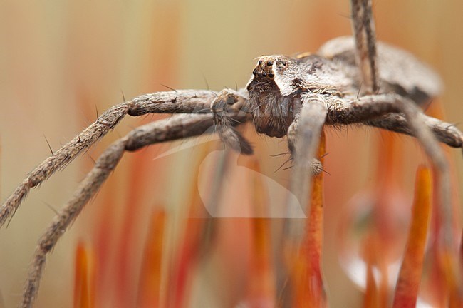 Spin op rood gekleurd mos, Spider on red coloured moss stock-image by Agami/Rob de Jong,