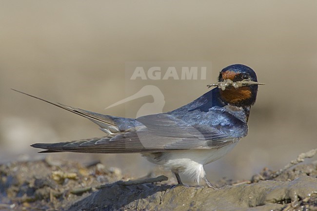 Barn Swallow gathering mud for its nest; Boerenzwaluw modder verzamelend voor zijn nest stock-image by Agami/Daniele Occhiato,