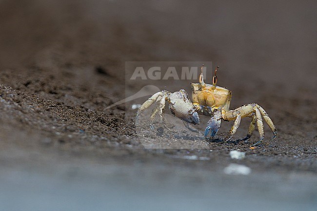 Ghost Crab (Ocypode sp.), running on the sand, Qurayyat, Muscat Governorate, Oman stock-image by Agami/Saverio Gatto,