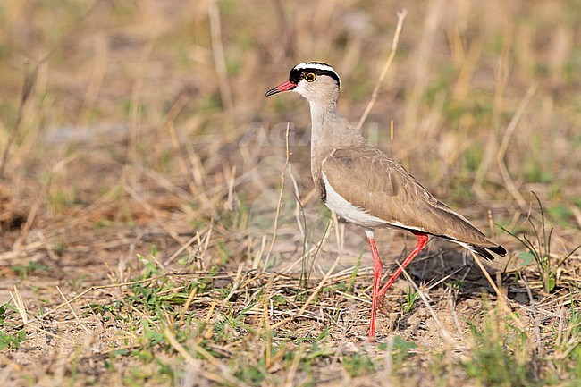 Crowned Lapwing (Vanellus coronatus), side view of an adult standing on he ground, Mpumalanga, South Africa stock-image by Agami/Saverio Gatto,