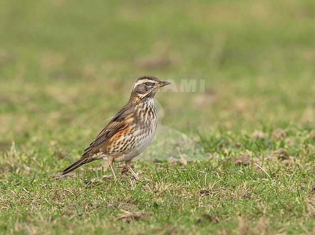 Koperwiek, Redwing, Turdus iliacus stock-image by Agami/Arie Ouwerkerk,