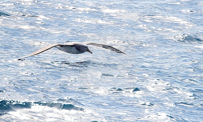 Salvin's Albatross (Thalassarche salvini) in flight over ocean between subantarctic islands of New Zealand. stock-image by Agami/Marc Guyt,