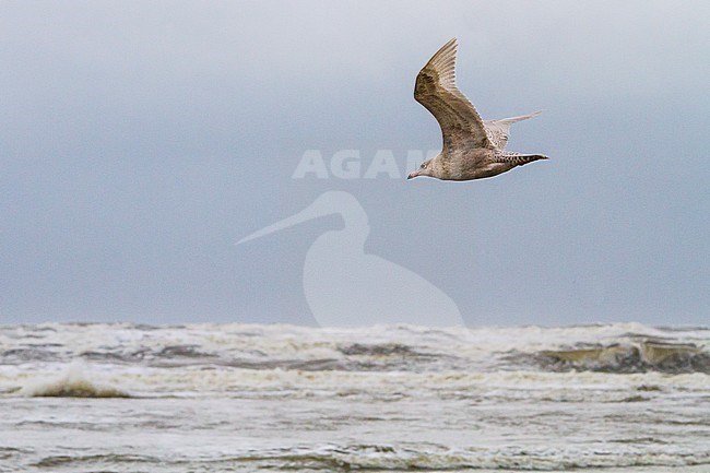 Grote Burgemeester, Glaucous Gull, Larus hyperboreus stock-image by Agami/Menno van Duijn,