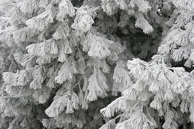 Grove Den in de sneeuw; Scots pine covered with snow stock-image by Agami/Menno van Duijn,