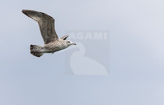 Second calendar year Vega Gull (Larus vegae) during early spring in Japan. stock-image by Agami/Marc Guyt,