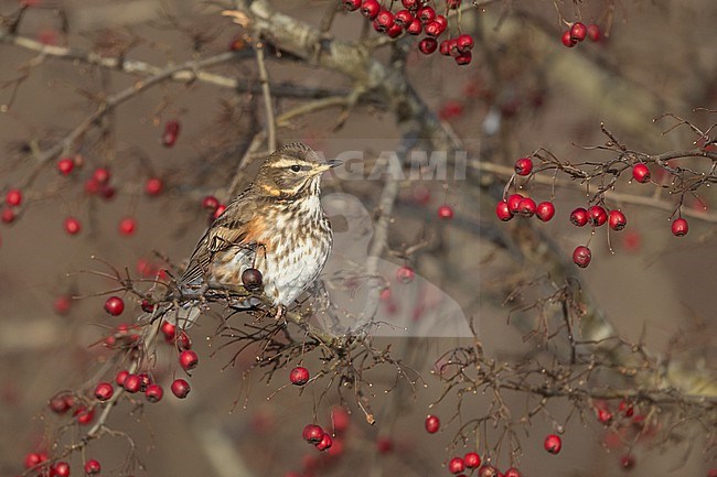 Redwing (Turdus iliacus iliacus) perched in a berry-tree at Rudersdal, Denmark stock-image by Agami/Helge Sorensen,