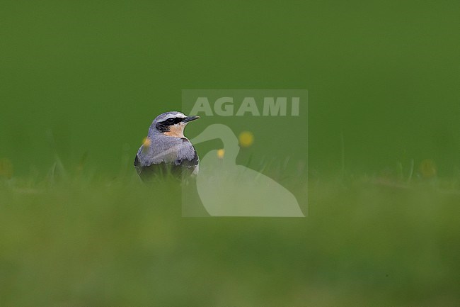 Mannetje Tapuit, Male Northern Wheatear stock-image by Agami/Daniele Occhiato,