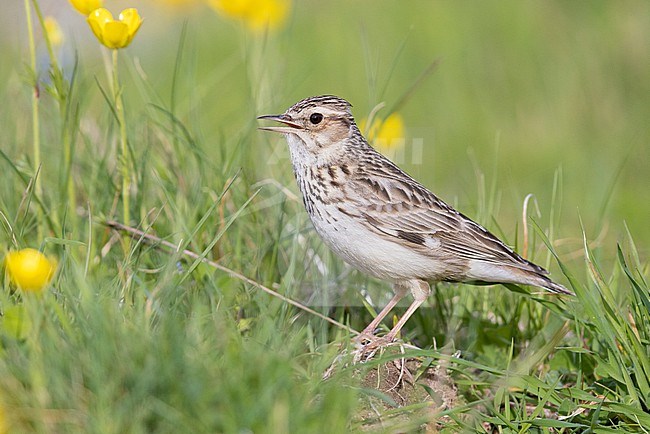 Woodlark (Lullula arborea), side view of an adult singing standing on the ground, Campania, Italy stock-image by Agami/Saverio Gatto,