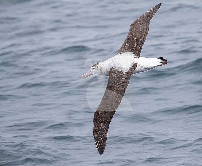 Antipodean albatross (Diomedea antipodensis) flying over the New Zealand subantarctic Pacific Ocean. Seen from the side, showing upper wings. stock-image by Agami/Marc Guyt,