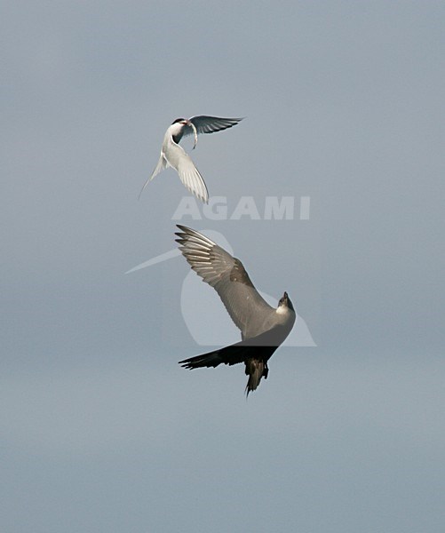 Kleine Jager jagend op Noordse Stern; Parasitic Jaeger chasing Arctic Tern stock-image by Agami/Menno van Duijn,
