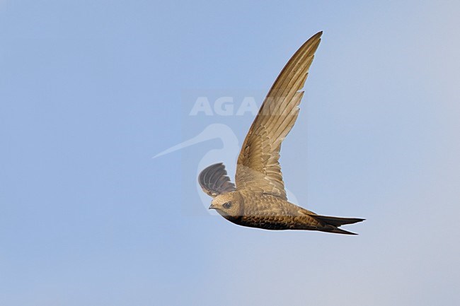 Vale Gierzwaluw in de vlucht; Pallid Swift in flight stock-image by Agami/Daniele Occhiato,