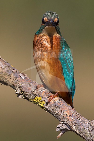 Mannetje IJsvogel op een tak; Male Common Kingfisher perched on a branch stock-image by Agami/Daniele Occhiato,