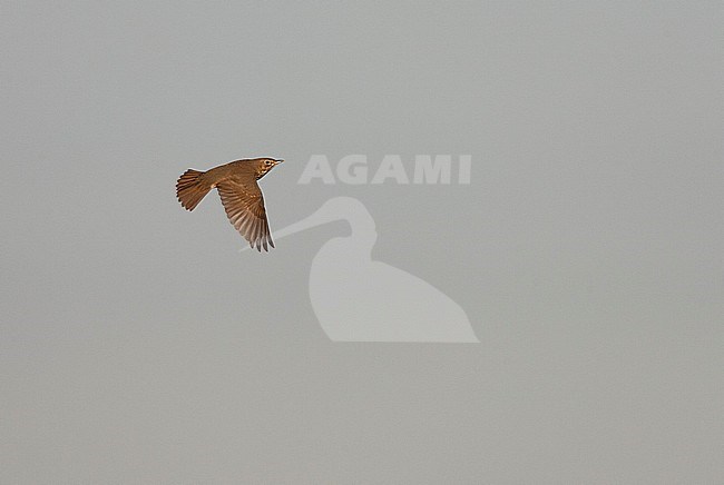 First-winter Song Thrush (Turdus philomelos) flying over the coastal dunes of Vieland, Netherlands, during autumn migration. Showing upper wing pattern. stock-image by Agami/Marc Guyt,