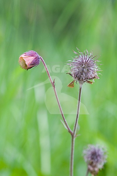 Knikkend nagelkruid; Water avens stock-image by Agami/Arnold Meijer,