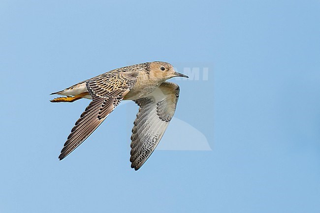 Adult breeding 
Galveston Co., TX
May 2023 stock-image by Agami/Brian E Small,