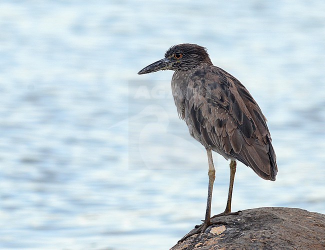 Immature Yellow-crowned Night Heron (Nyctanassa violacea) on Madeira, Portugal. stock-image by Agami/Laurens Steijn,