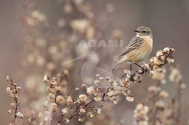 European Stonechat (Saxicola rubicola) in Italy. stock-image by Agami/Daniele Occhiato,