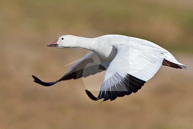 Snow Goose (Chen caerulescens) flying at the Bosque del Apache wildlife refuge near Socorro, New Mexico, USA. stock-image by Agami/Glenn Bartley,