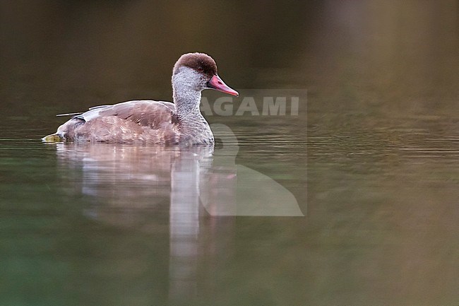 Mannetje Krooneend; Male Red-crested Pochard stock-image by Agami/Daniele Occhiato,