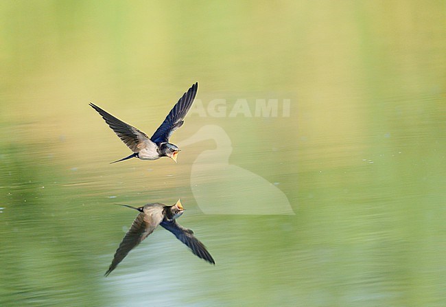 Drinking and foraging juvenile Barn Swallow (Hirundo rustica) on a very hot weather summer day, skimming water surface by flying fast and very low with its bill wide open. Surface of the water is very smooth and calm and creating a reflection and mirror image of the bird. stock-image by Agami/Ran Schols,