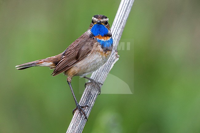 Red-spotted Bluethroat, Roodgesterde Blauwborst stock-image by Agami/Daniele Occhiato,