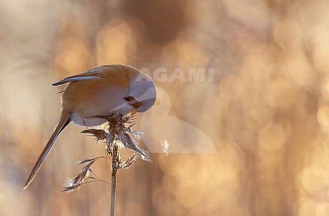 Bearded Reedling (Panurus biarmicus) Espoo Finland January 2016 stock-image by Agami/Markus Varesvuo,