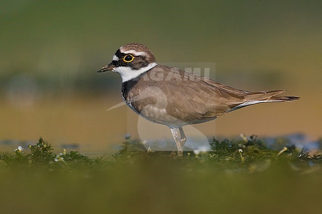 Kleine Plevier, Little Ringed Plover, Charadrius dubius stock-image by Agami/Daniele Occhiato,