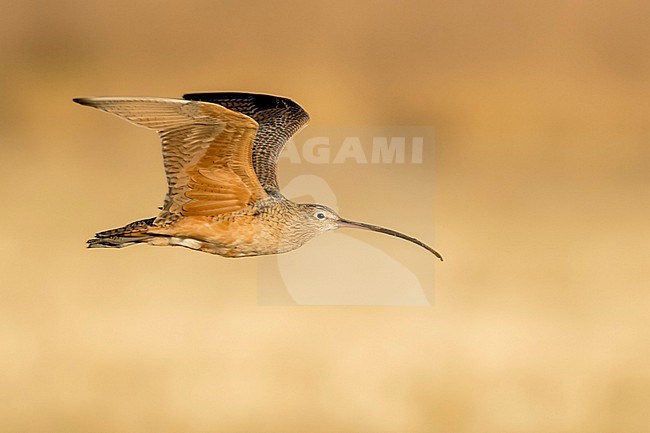 Adult Long-billed Curlew, Numenius americanus
Riverside Co., CA stock-image by Agami/Brian E Small,