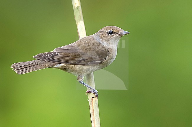 Tuinfluiter; Garden Warbler; Sylvia borin stock-image by Agami/Daniele Occhiato,