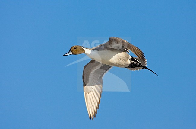 Northern Pintail male flying; Pijlstaart man vliegend stock-image by Agami/Marc Guyt,