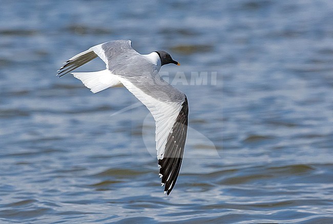 Adult Sabine's Gull flying in Virelles, Namur, Belgium. September 2016. stock-image by Agami/Vincent Legrand,