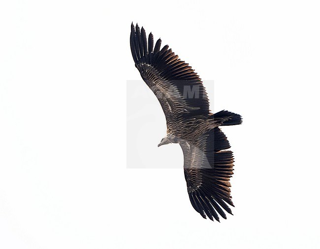 Himalayan vulture, Gyps himalayensis, in Northeast India. stock-image by Agami/Dani Lopez-Velasco,