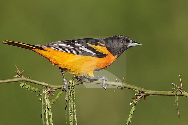 Adult male
Galveston Co., TX
April 2012 stock-image by Agami/Brian E Small,