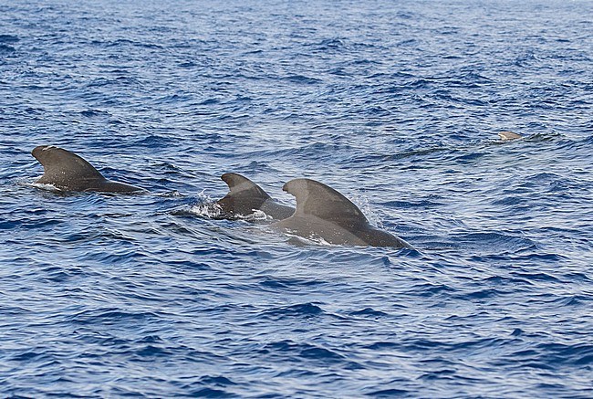 Short-finned pilot whale (Globicephala macrorhynchus) off Kauai island, Hawaii, United States. stock-image by Agami/Pete Morris,