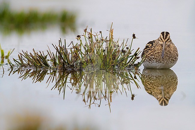 Common Snipe (Gallinago gallinago) perched in a wet marsh stock-image by Agami/Daniele Occhiato,