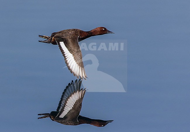 Ferruginous Duck (Aythya nyroca) in flight in Turkey. stock-image by Agami/Pete Morris,