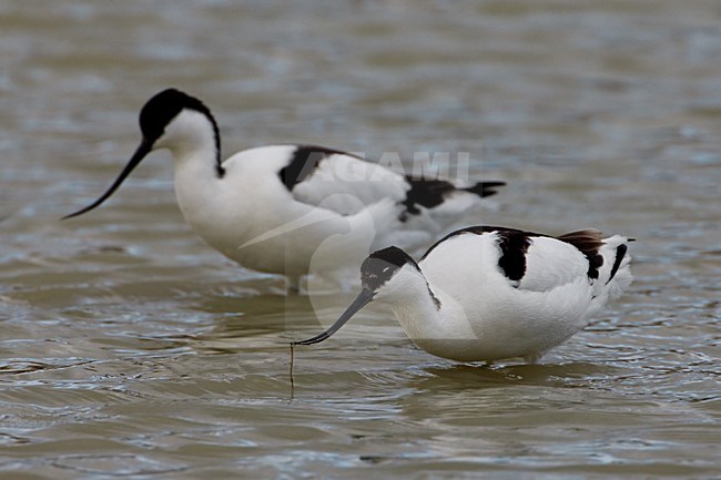 Foeragerende Kluut; Foraging Pied Avocet stock-image by Agami/Daniele Occhiato,