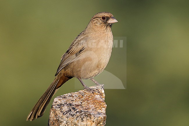 Adult
Maricopa Co., AZ
October 2012 stock-image by Agami/Brian E Small,