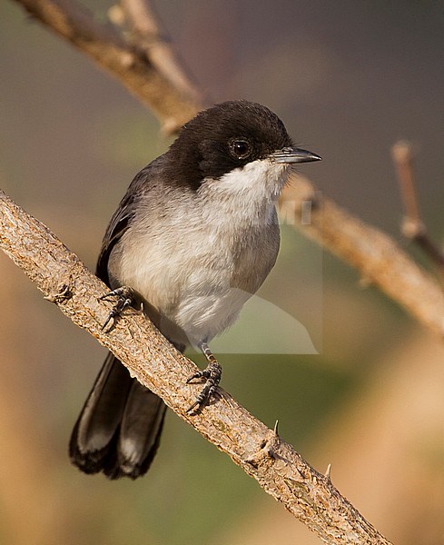 Arabian Warbler - AkaziengrasmÃ¼cke - Sylvia leucmelaena ssp. leucomelaena, Oman stock-image by Agami/Ralph Martin,