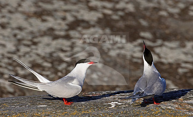 Paartje Visdieven; Pair of Common Terns stock-image by Agami/Markus Varesvuo,