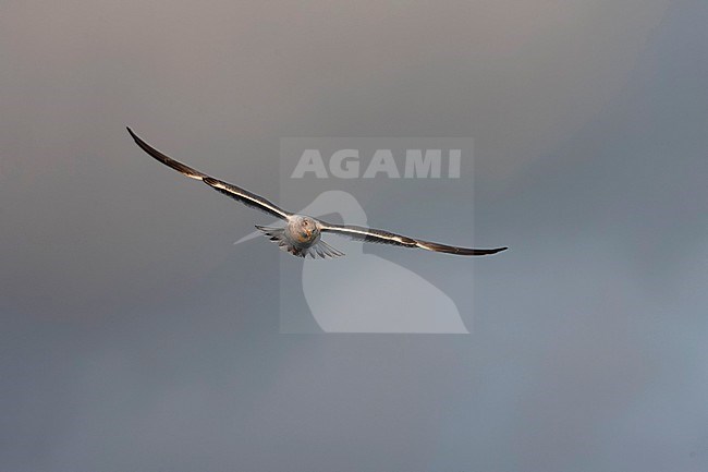 Subadult Atlantic Yellow-legged Gull (Larus michahellis atlantis) on the Azores in the Atlantic ocean. stock-image by Agami/Marc Guyt,