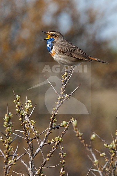 Zingend mannetje Blauwborst; Singing male Bluethroat stock-image by Agami/Arnold Meijer,