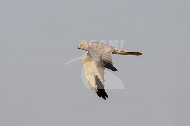 Vliegend mannetje Steppenkiekendief; Flying male Pallid harrier stock-image by Agami/Laurens Steijn,