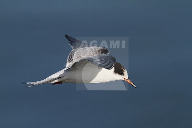 Jonge Visdief in de vlucht; Immature Common Tern in flight stock-image by Agami/Chris van Rijswijk,