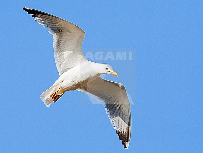 Adult Yellow-legged Gull (Larus michahellis michahellis) in flight against a bright blue sky on Lesvos, Greece. Seen from below. stock-image by Agami/Marc Guyt,