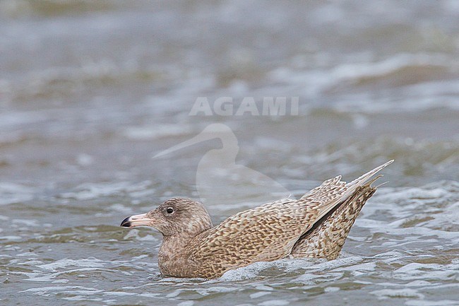 Grote Burgemeester, Glaucous Gull, Larus hyperboreus stock-image by Agami/Menno van Duijn,