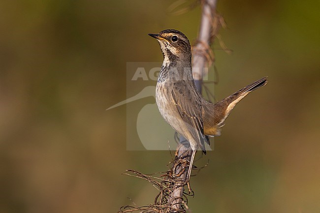 White-spotted Bluethroat (Luscinia svecica) in Italy. stock-image by Agami/Daniele Occhiato,