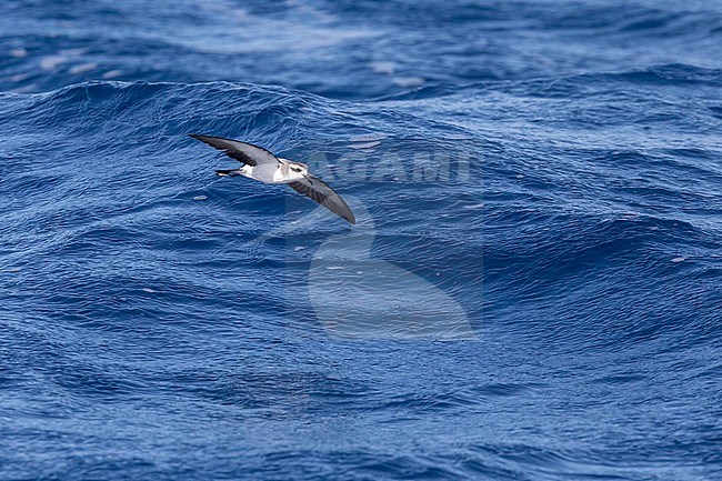 White-faced Storm Petrel (Pelagodroma marina), flying at sea, with a blue background, in Cape Verde. stock-image by Agami/Sylvain Reyt,