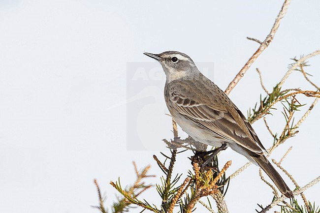 Water Pipit - Bergpieper - Anthus spinoletta ssp. spinoletta, Austria, adult stock-image by Agami/Ralph Martin,