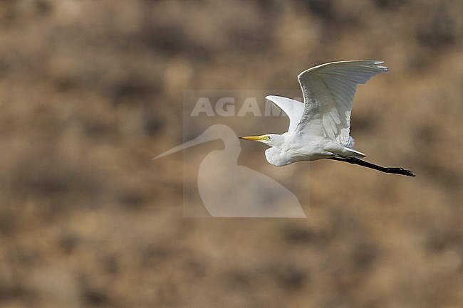 Medium Egret (Ardea intermedia), Oman, adult in flight. stock-image by Agami/Ralph Martin,